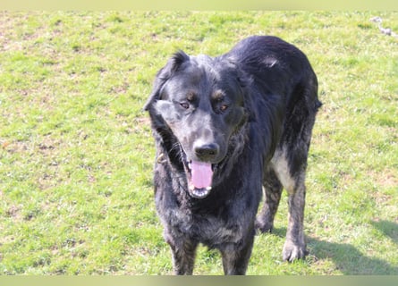 Rüde sucht liebevolles zu Hause