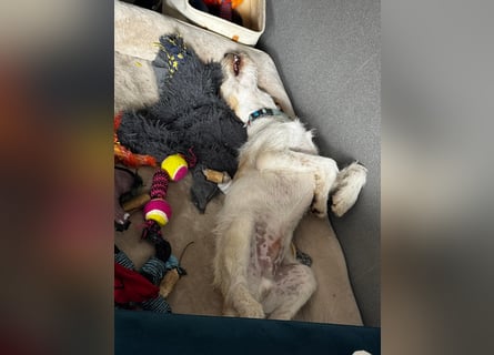 Noe: ein Traum mit Schlappohren