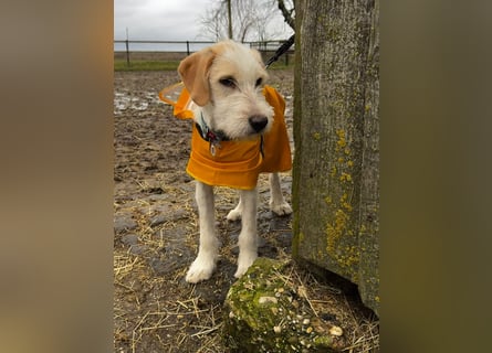 Noe: ein Traum mit Schlappohren