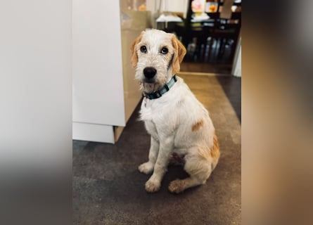 Noe: ein Traum mit Schlappohren