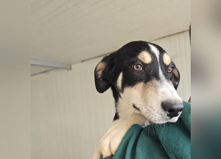 Birdie: unser kleiner Sonnenschein