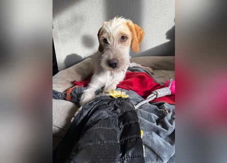 Noe: ein Traum mit Schlappohren