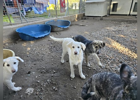 Cosmo:  unkomplizierter Charmeur