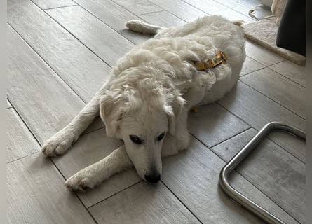 Greta: will spielen, kuscheln, die Welt entdecken