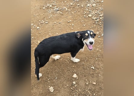 Birdie: unser kleiner Sonnenschein