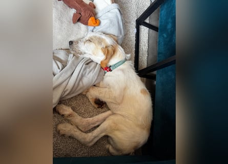 Noe: ein Traum mit Schlappohren