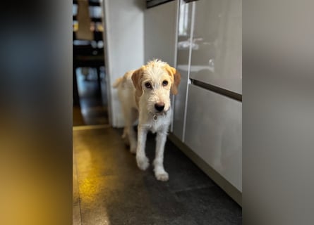 Noe: ein Traum mit Schlappohren