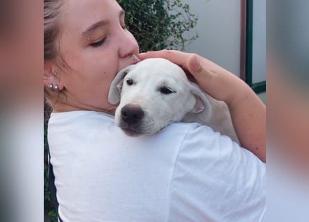 Bice: verschmuster Mini-Labbi-Mädchen Bice: verschmuster Mini-Labbi-Mädchen