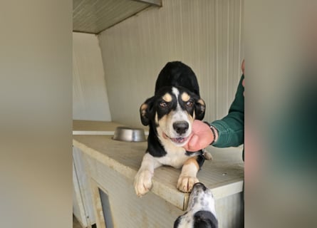 Birdie: unser kleiner Sonnenschein