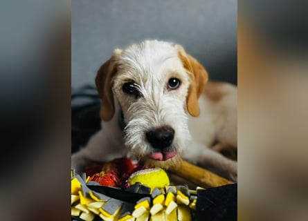 Noe: ein Traum mit Schlappohren