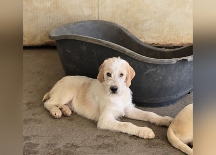 Noe: ein Traum mit Schlappohren