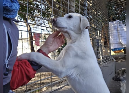 Cosmo:  unkomplizierter Charmeur