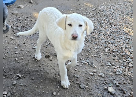 Cosmo:  unkomplizierter Charmeur