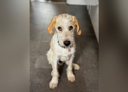 Noe: ein Traum mit Schlappohren