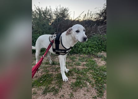 Bice: verschmuster Mini-Labbi-Mädchen Bice: verschmuster Mini-Labbi-Mädchen