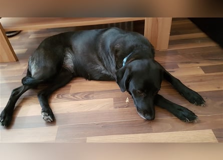 Rona sucht ein liebevolles neues zuhause