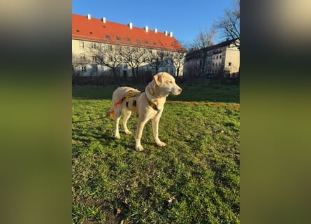 Kenba: ein Schatz für die ganze Familie