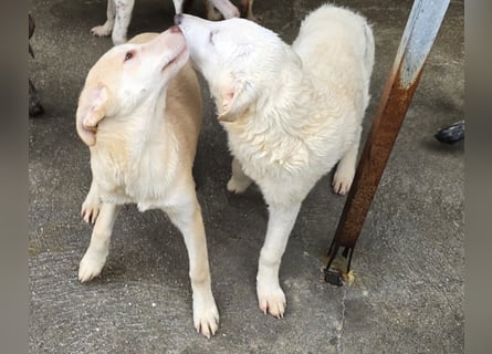 Kenba: ein Schatz für die ganze Familie