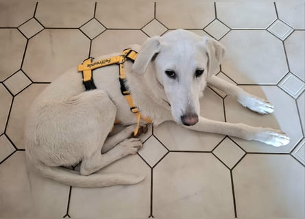 Cosmo:  unkomplizierter Charmeur freut sich auf Besuch