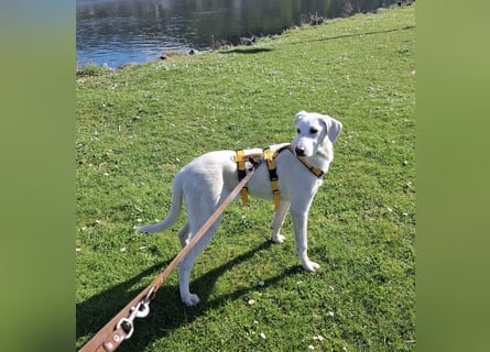 Cosmo:  unkomplizierter Charmeur freut sich auf Besuch