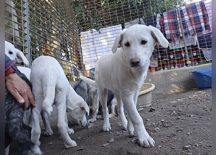 Cosmo:  unkomplizierter Charmeur freut sich auf Besuch