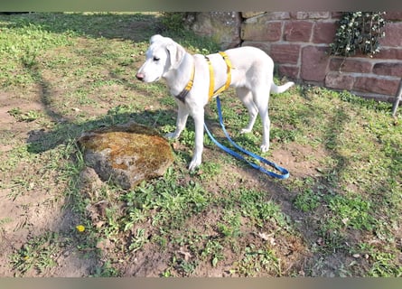 Cosmo:  unkomplizierter Charmeur freut sich auf Besuch