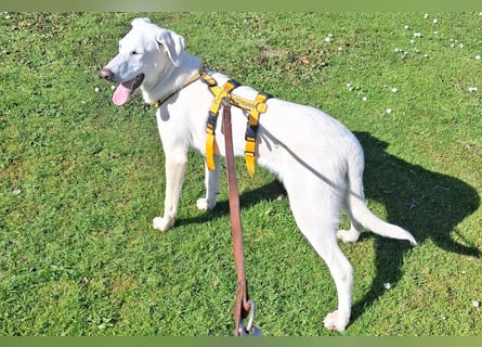 Cosmo:  unkomplizierter Charmeur freut sich auf Besuch