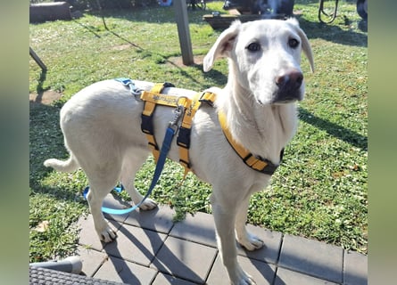 Cosmo:  unkomplizierter Charmeur freut sich auf Besuch