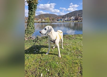 Cosmo:  unkomplizierter Charmeur freut sich auf Besuch