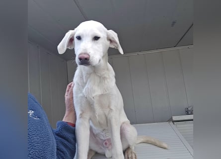 Cosmo:  unkomplizierter Charmeur freut sich auf Besuch