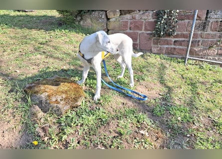 Cosmo:  unkomplizierter Charmeur freut sich auf Besuch