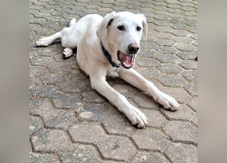 Cosmo:  unkomplizierter Charmeur freut sich auf Besuch