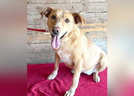 liebenswerte Schmuserin DAGGI - 6 Jahre, 50cm - Labrador-Mischling