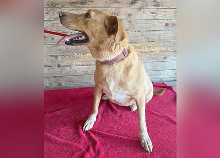 liebenswerte Schmuserin DAGGI - 6 Jahre, 50cm - Labrador-Mischling