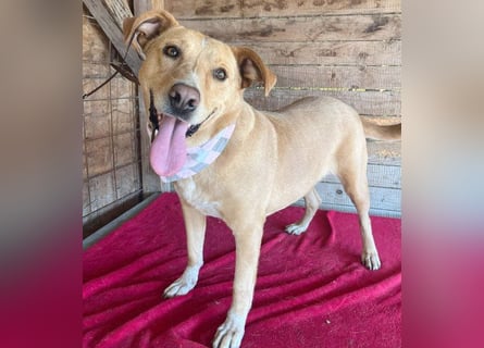liebenswerte Schmuserin DAGGI - 6 Jahre, 50cm - Labrador-Mischling