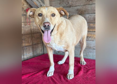 liebenswerte Schmuserin DAGGI - 6 Jahre, 50cm - Labrador-Mischling