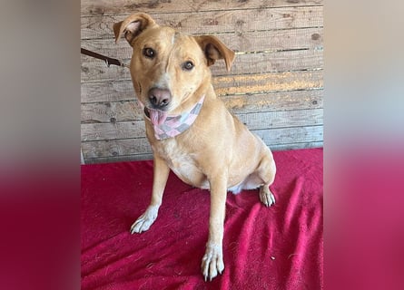 liebenswerte Schmuserin DAGGI - 6 Jahre, 50cm - Labrador-Mischling