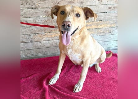 liebenswerte Schmuserin DAGGI - 6 Jahre, 50cm - Labrador-Mischling