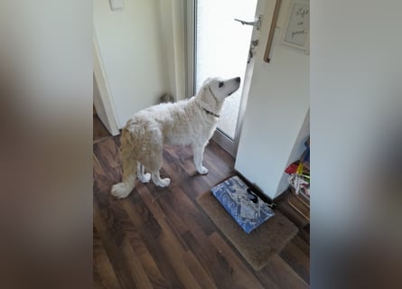 Greta: wer gibt mir Zeit?