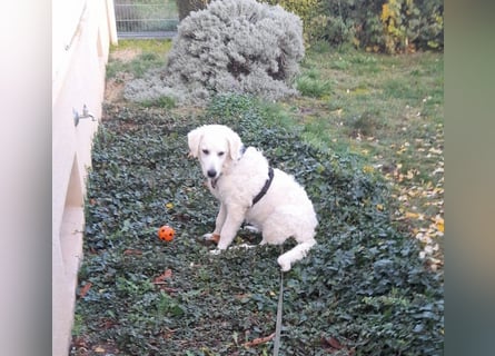 Greta: wer gibt mir Zeit?