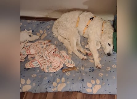 Greta: wer zeigt mir die bunte Welt?