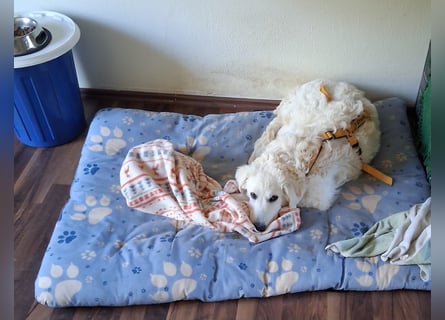 Greta: wer zeigt mir die bunte Welt?