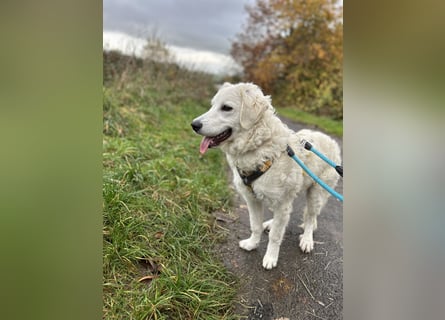 Greta: sucht 1000 Streichelhände