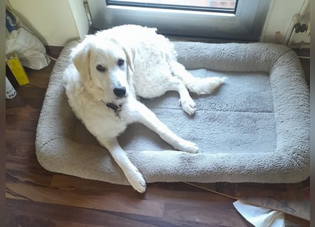 Greta: wer gibt mir Zeit?