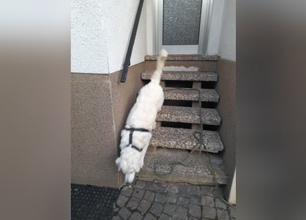 Greta: wer gibt mir Zeit?