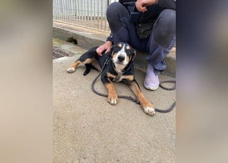 Bill: einfach nur lieb und unkompliziert