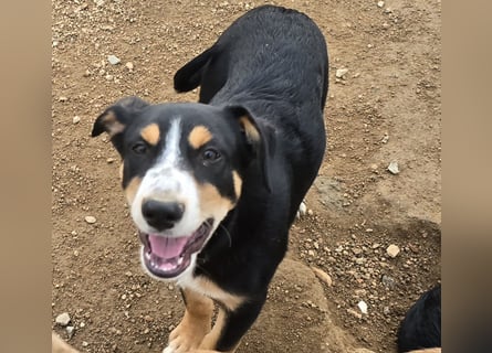 Bill: einfach nur lieb und unkompliziert