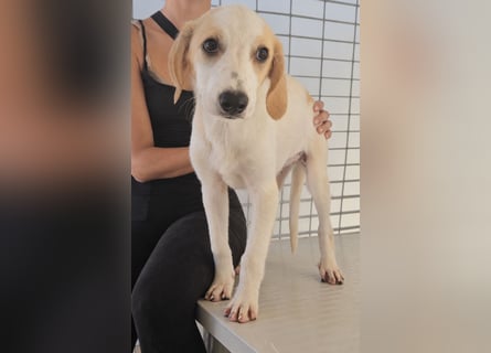 Patsy: ein ruhiger Schatz sucht Geborgenheit