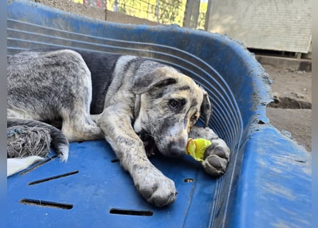 Cheyenne: beeindruckt mit ihrem ruhigen Wesen