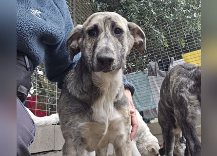 Cheyenne: beeindruckt mit ihrem ruhigen Wesen